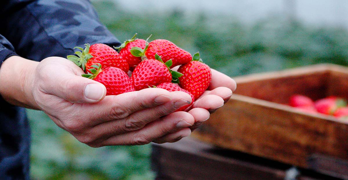 奈良のいちごフェア