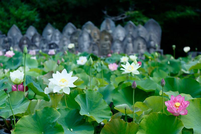 ロータスロード（喜光寺）