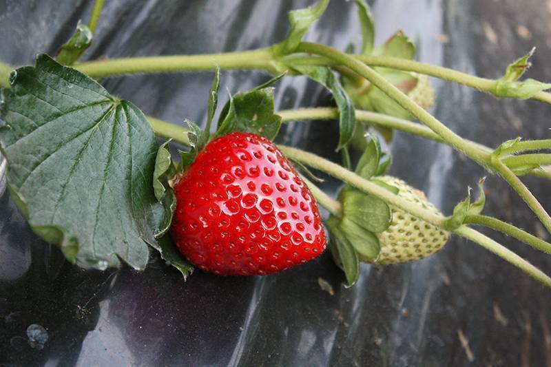 古都華（ことか）