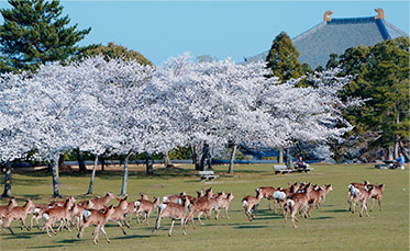 奈良公園