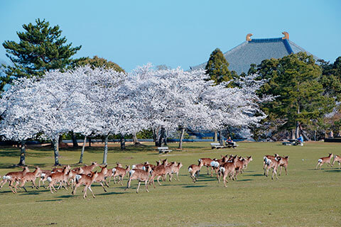 奈良公園