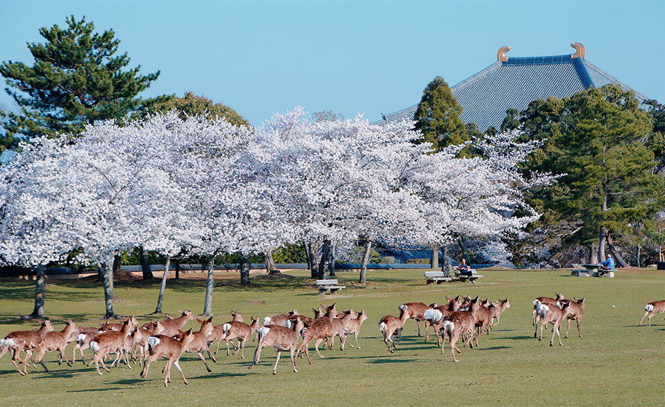 奈良公園