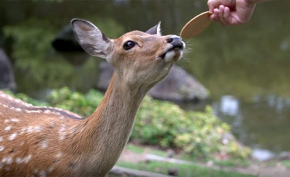 奈良公園