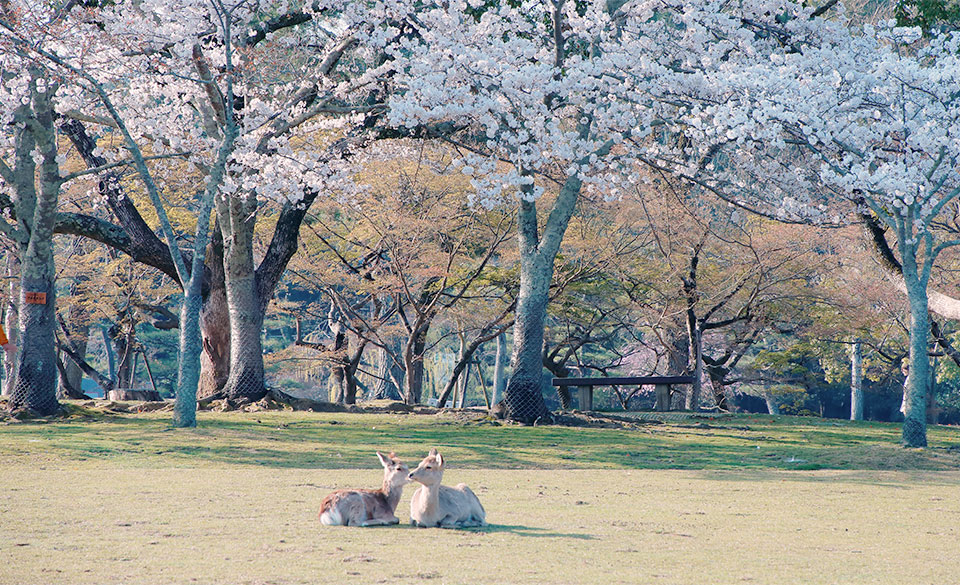 奈良公園