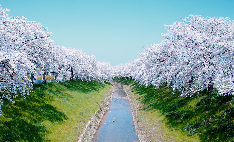 佐保川