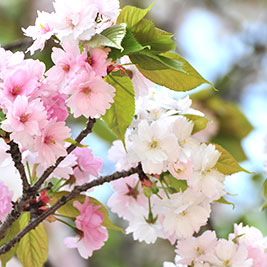 おすすめの桜