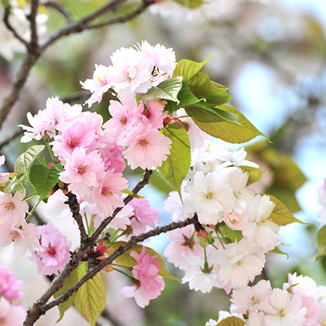 おすすめの桜