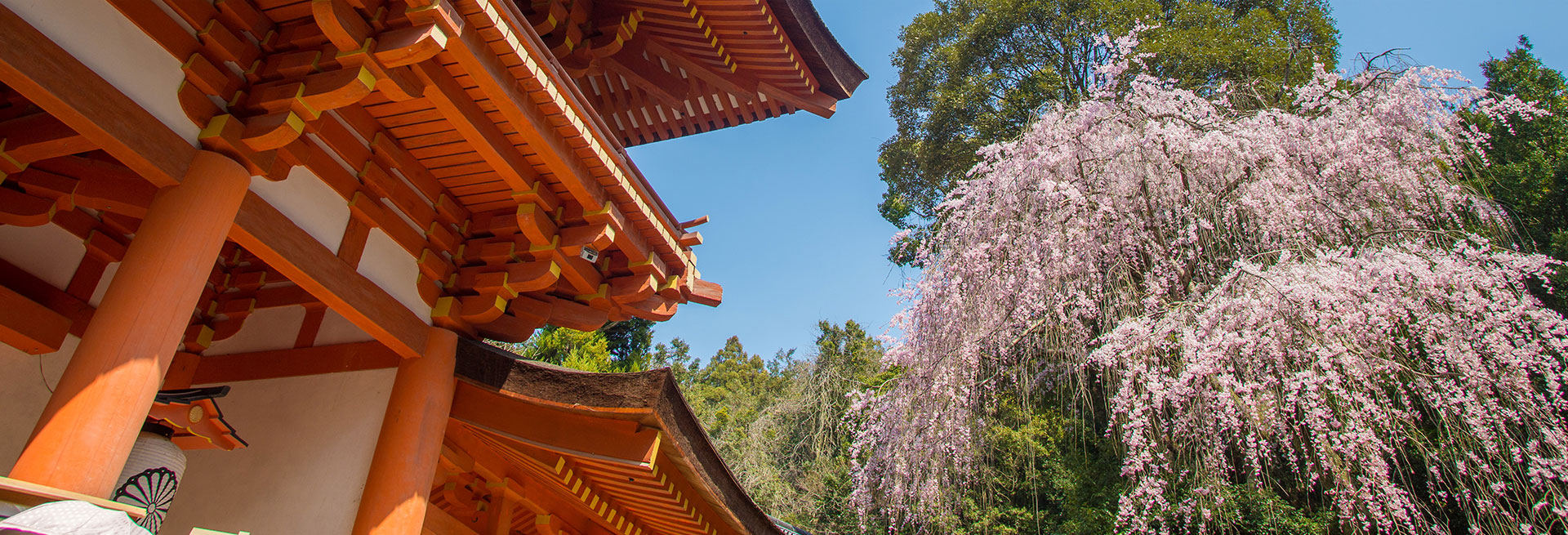 奈良の桜