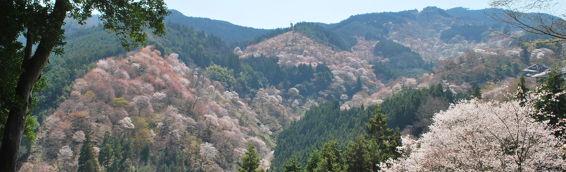 吉野山