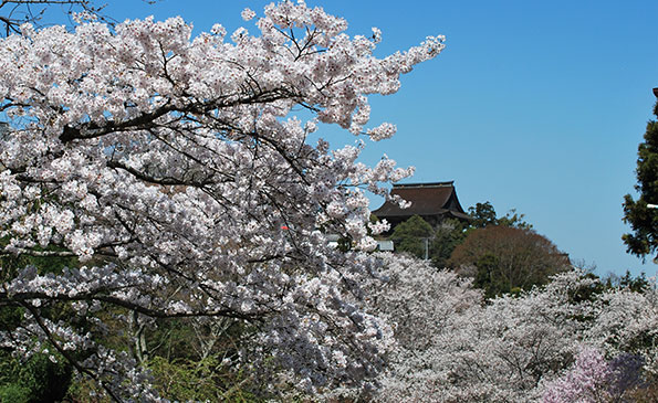 吉野山 中千本（金峯山寺 蔵王堂）