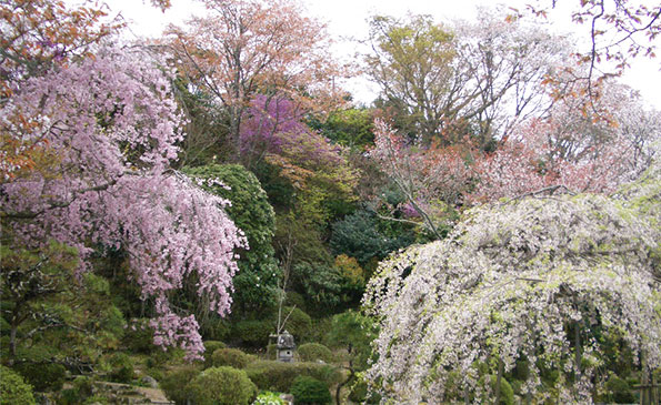 吉野山 上千本（竹林院 群芳園・花矢倉）