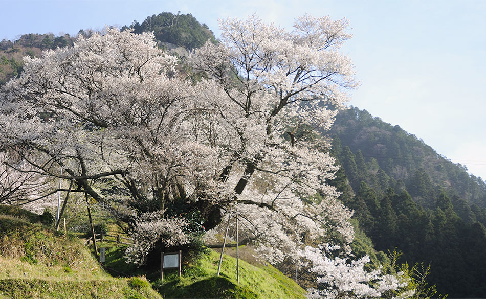 佛隆寺千年桜