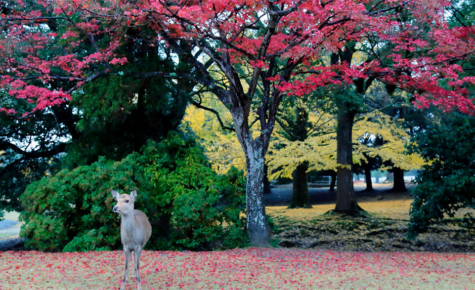 奈良公園