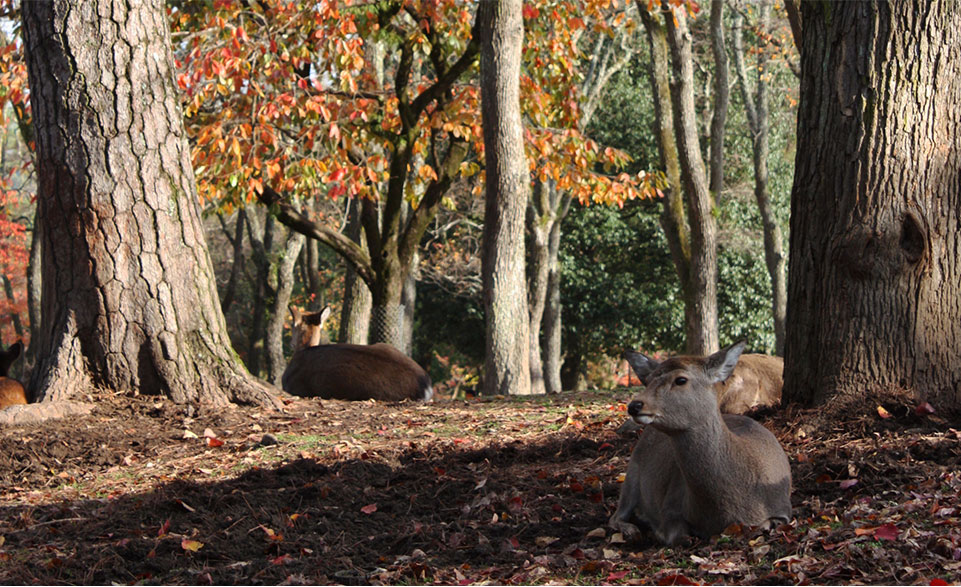 奈良公園