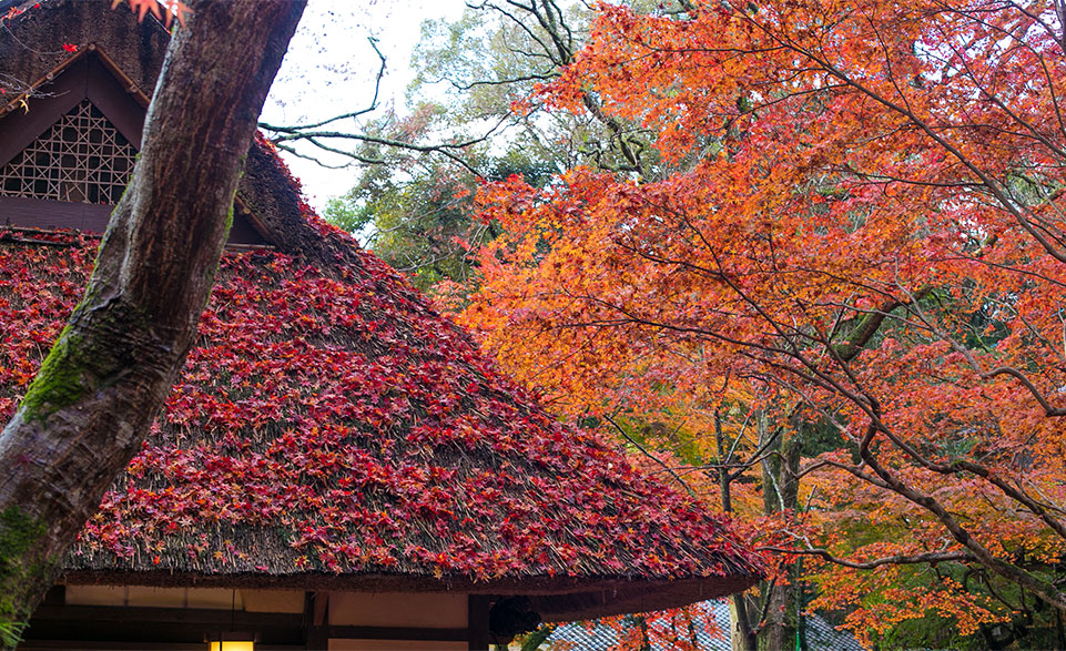 奈良公園