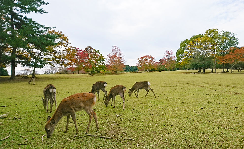 奈良公園