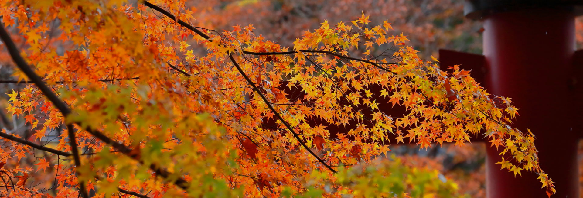 奈良の紅葉