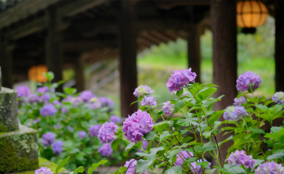 紫陽花